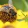 The Blunt Bumblebee (De Botte Hommel)