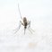 Nieuwe aanpak in de strijd tegen malaria