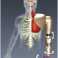 Prosthesis model-based myoelectric control