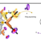 Using supramolecular machinery to engineer directional charge propagation in photoelectrochemical devices