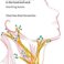 PhD Defence Eliane Nieuwenhuis | Magnetic identification of sentinel lymph nodes in the head and neck - Reaching leaves