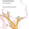 PhD Defence Eliane Nieuwenhuis | Magnetic identification of sentinel lymph nodes in the head and neck - reaching leaves