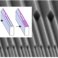 MCS publishes in ACS Applied Nano Materials