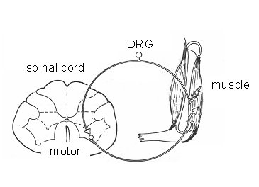 Figure 1 Schematics of the spinal reflex circuit, one of the processes to be mimicked. The system is composed by muscle spindles, dorsal root ganglion (DRG) cells, motor neurons in the ventral horn of the spinal cord and the effector muscle.