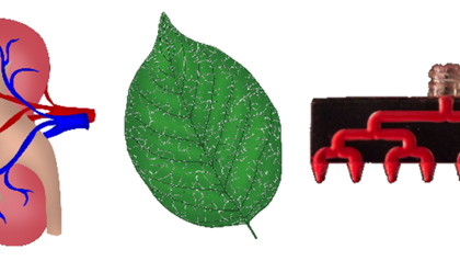 Minimal energy loss thanks to smart use of branched fluidic networks