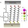 Collective electrostatic effects/Impedance spectroscopy