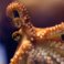 De zoektocht naar intelligente materialen: Het ideaal ligt in de armen van de octopus