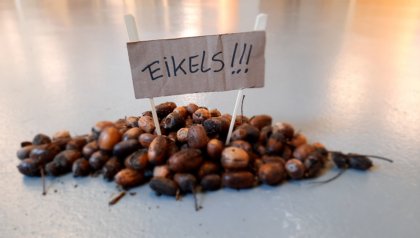 Picture off Eikels