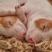 Our latest journal is on bringing technology to increase welfare an productivity in pig husbandry