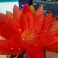 Vera Schockemöhle’s Artificial Flower wins first Niers Fund eHealth Voucher