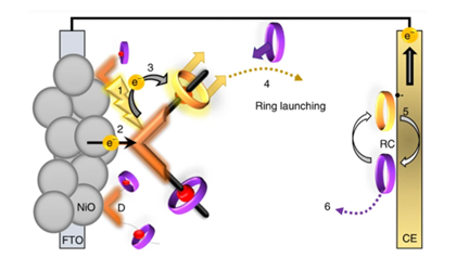 Using supramolecular machinery to engineer directional charge propagation in photoelectrochemical devices
