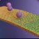 Virus transmission: new animation video gives insight
