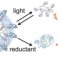 UT researchers develop strategy for targeted drug delivery