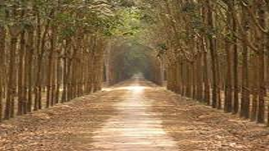  &#62; This photo was taken at a rubber plantation near Saigon.  I love the symmetry in plantations and the desolate feel of the long road disappearing in distance.