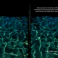 Promotie Carla Cofiño Fabrés | Advancements in molecular and bioengineering techniques for driving maturation of human pluripotent stem cell-derived cardiac three-dimensional models