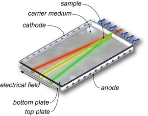 principle of free-flow electrophoresis