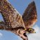 New fluid dynamics provide the flying robotics of the future