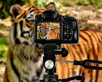 Tiger, Predator, Fur, Camera, Photograph