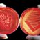 Master Course AMM Organic Materials & Polymer Science leads to publication