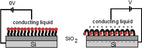 Figure 2: inducing conformational change in SAM