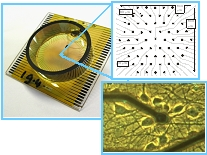 Figure 2. Standard microelectrode array showing (upper photograph) 62 electrodes and (lower photograph) one electrode covered with neurons. The planned device will contain a network of culture chambers and microfluidic channels.&#10;&#10;
