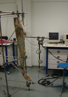 Data set of muscle parts described by muscle attachment coordinates and wrapping geometries of body segments of the lower extremity.
