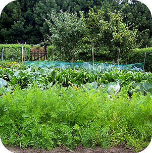 foto moestuin
