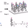 Chain End-Functionalized Polymer Brushes with Switchable Fluorescence Response