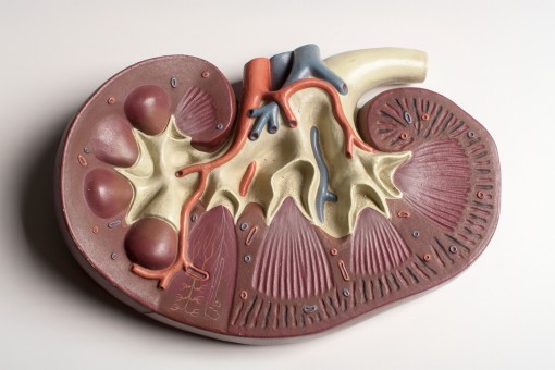 Anatomisch model van een nier, relevant voor onderzoek naar lab-gegroeide nierbuisjes