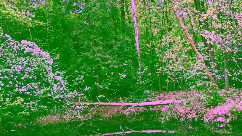 A pond on campus