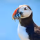 The Wild North Sea – diving and filming underwater