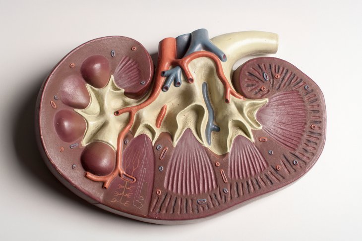 Anatomical model of a kidney, relevant to research on lab-grown kidney tubules