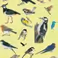 Vroegevogel wandeling op de Campus