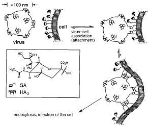 Virus attacking a cell: endocytosis
