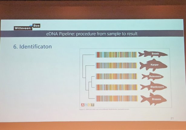DNA of fish codes