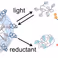 UT researchers develop strategy for targeted drug delivery
