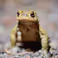 Toads on our campus