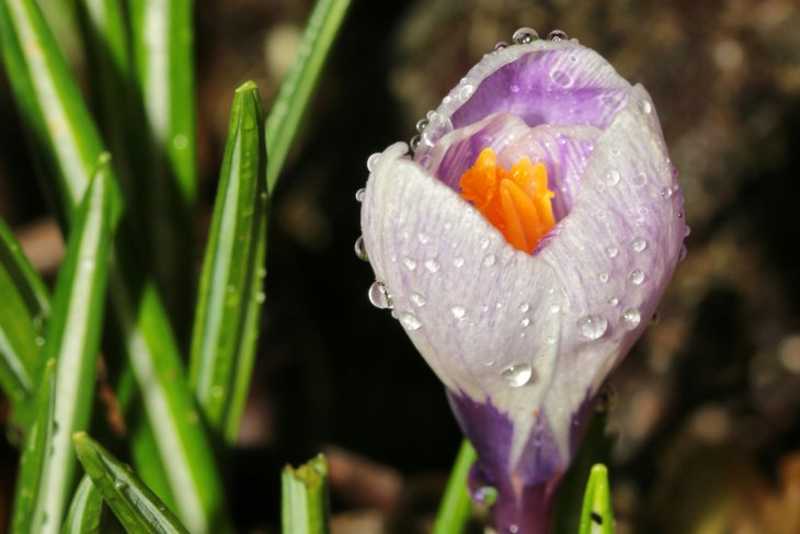 A flower with raindrops on it.