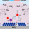 New Paper published: Water Confinement on Polymer Coatings Dictates Proton−ElectronTransfer on Metal-Catalyzed Hydrogenation of Nitrite