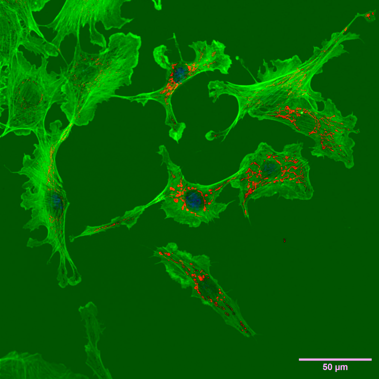 Confocal imaging