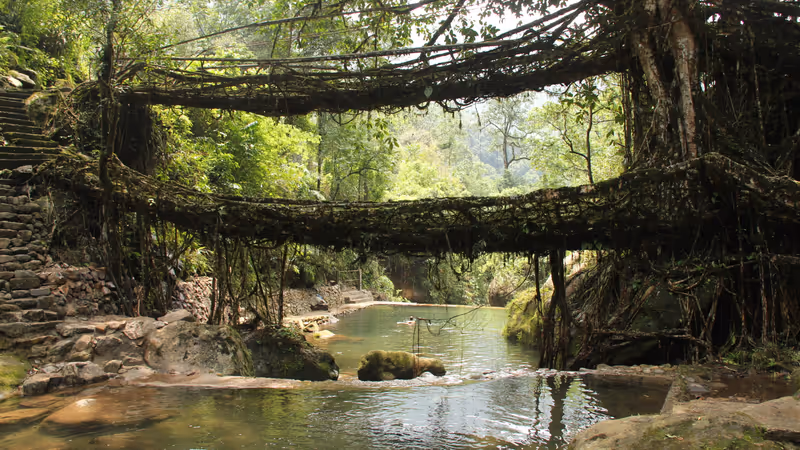 A bridge is entangled in twines (or made up of twines) above a river bank