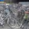 Cycling through the Dutch jungle: Teusday September 29th