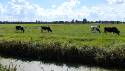 Koeien in een veld