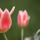 2023-spring