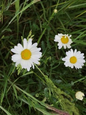 A group of white flowers

Description automatically generated with medium confidence