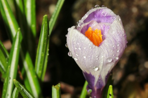 A flower with raindrops on it.