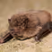 Bats on our campus: unknown makes unloved