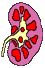 doorsnede nier