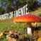 Mushrooms: magical and essential to the ecosystem