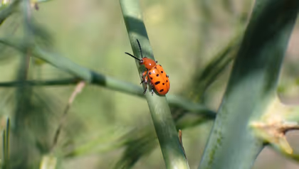 Foto: Rode Aspergekever - Wim Bakker